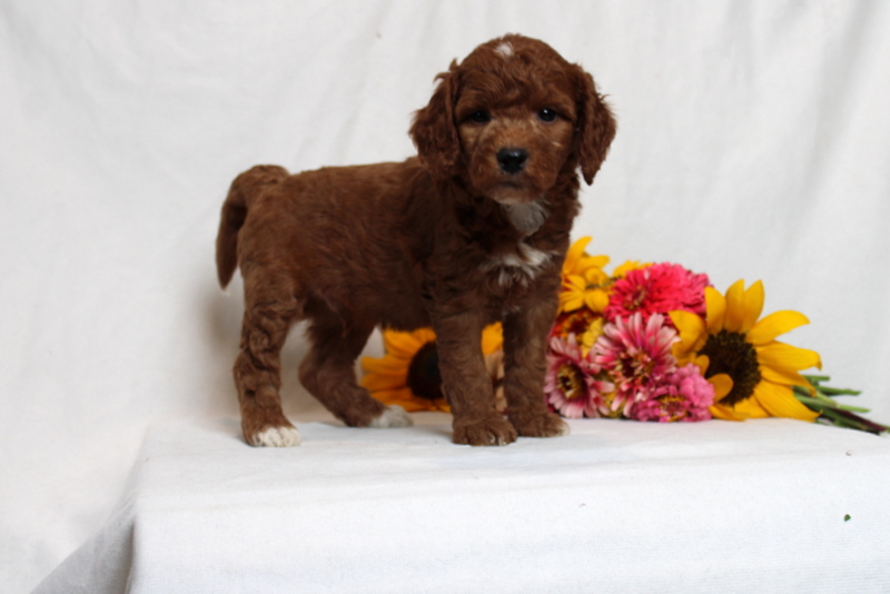 puppy, for, sale, Mini Goldendoodle F1B, Matthew B. Stoltzfus, dog, breeder, Gap, PA, dog-breeder, puppy-for-sale, forsale, nearby, find, puppyfind, locator, puppylocator, aca